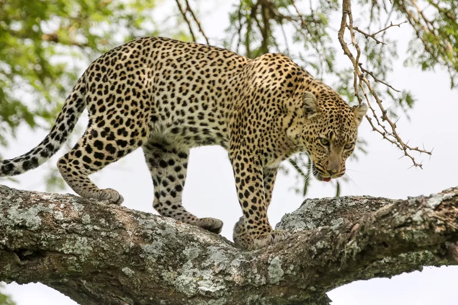 7 Days Ngorongoro and Serengeti Big Cats – Flying in Option