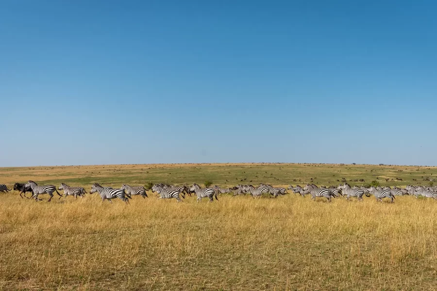 10-Day Wildebeest Migration River Crossing Safari