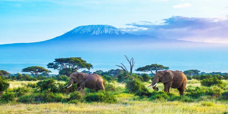 5-Days-Tanzania-wildlife-safari