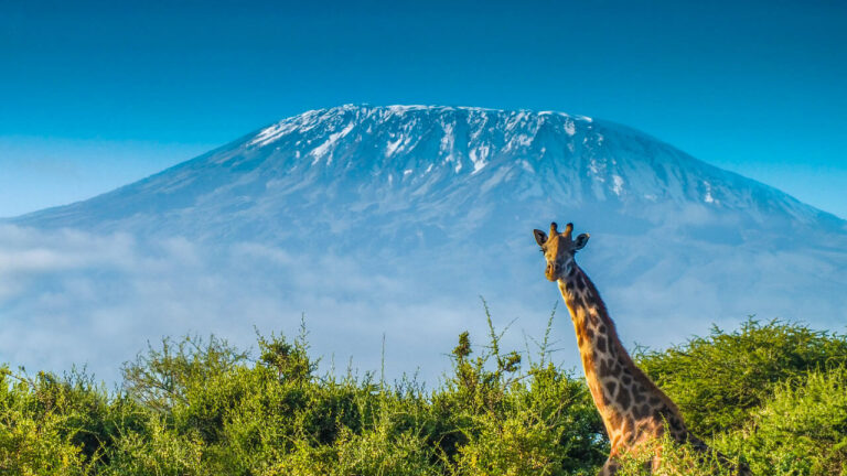 kili-view-safaris