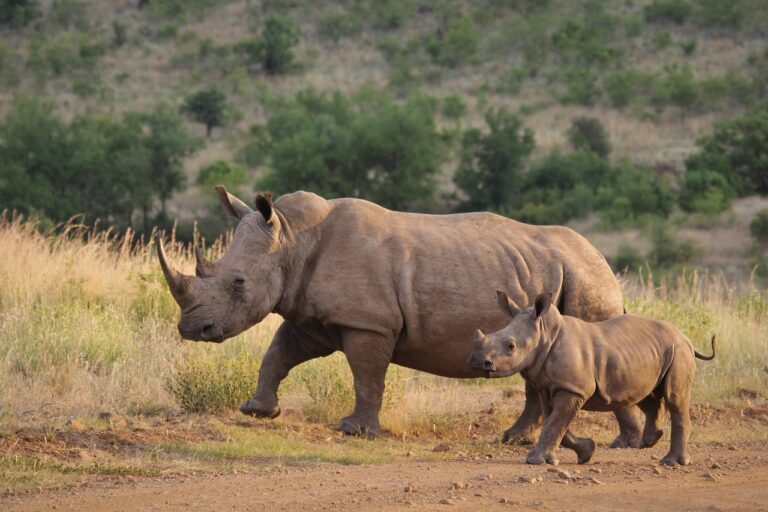 5-days-tanzania-big-5-safaris