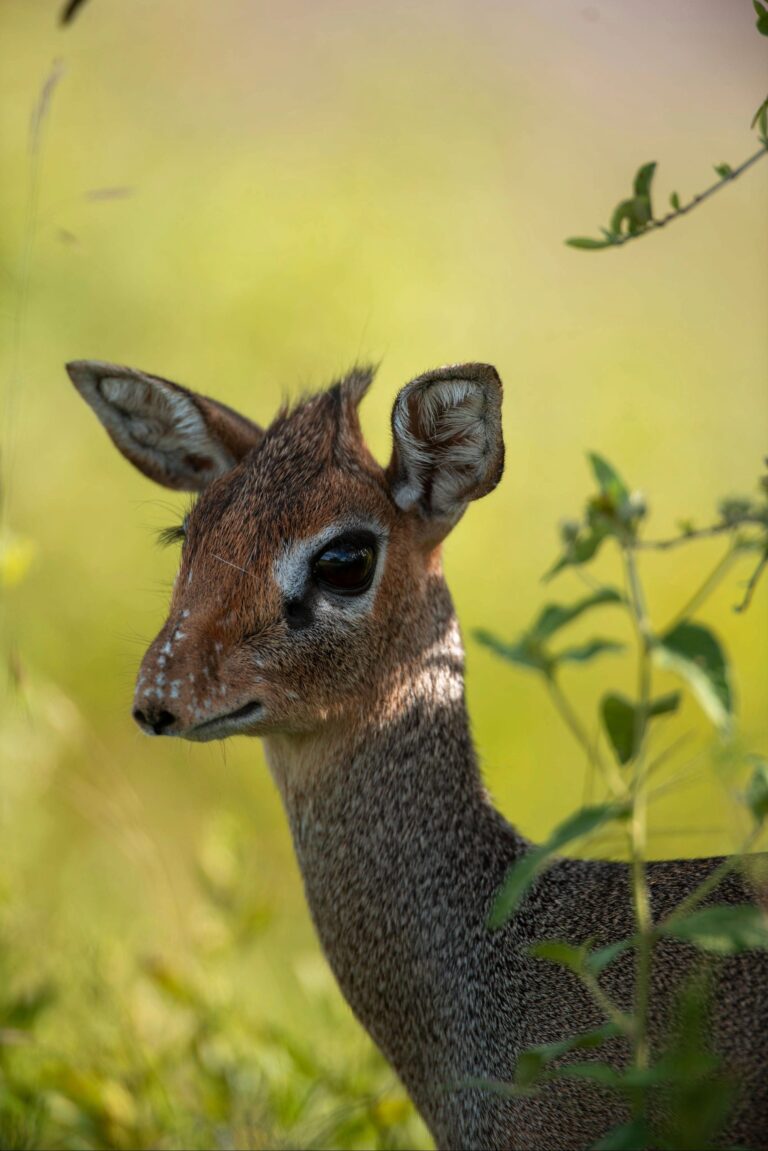 DAN_0633