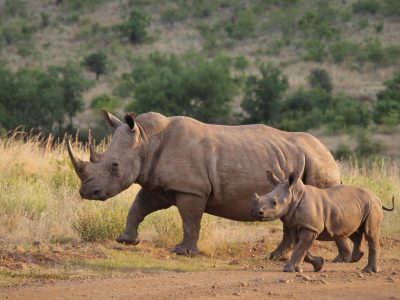 5-days-tanzania-big-5-safaris
