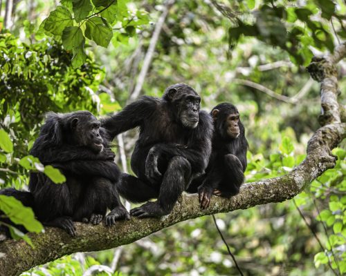 Chimpanzee-Family-at-Mahale-Mountain-National-Park-Easy-Travel-Tanzania