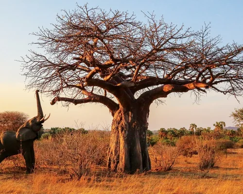 Ruaha-NP-1 (1)