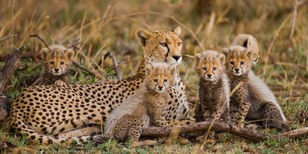 african-safari-with-DKE