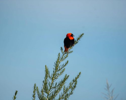 bird