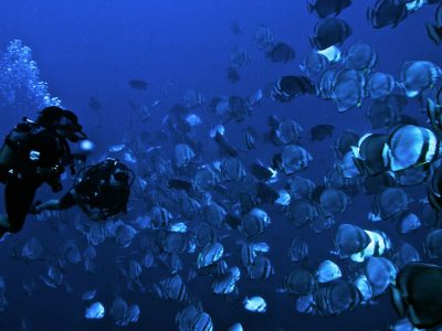 diving-with-a-school-of-fish-at-andbeyond-mnemba