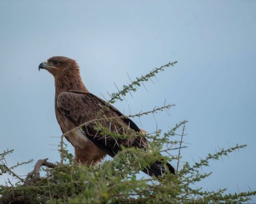 eagle-on-the-tree