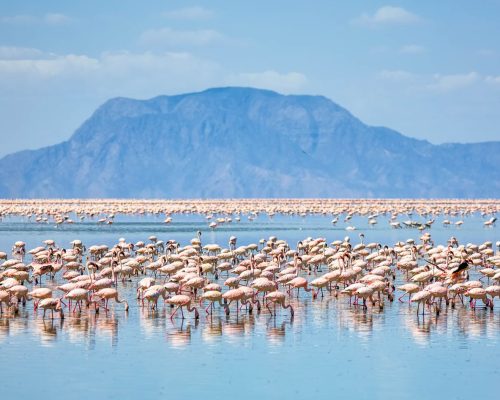 flamingoes-lake-natron-tanzania