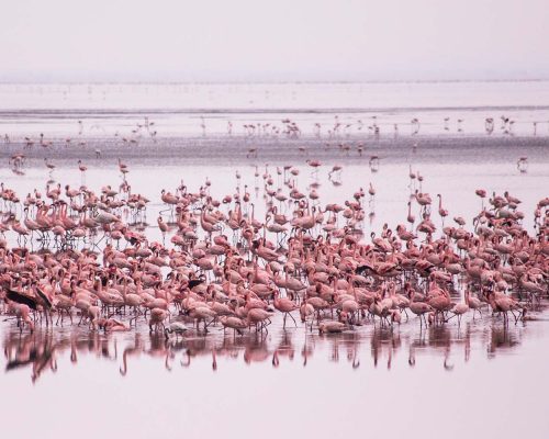 flamingos-group-manyara-lake-national-park-african-birds-african-safari-african-flamingo-many