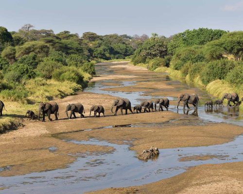 herd-elephants-africa-walking-through-grass-tarangire-national-park
