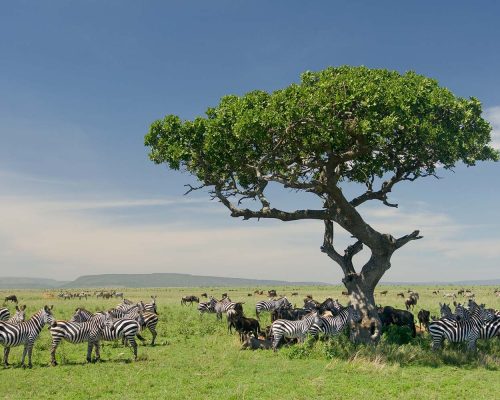 herd-zebra-serengeti