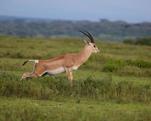 impala