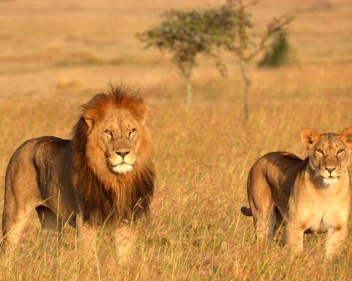 tanzania-safari-lions